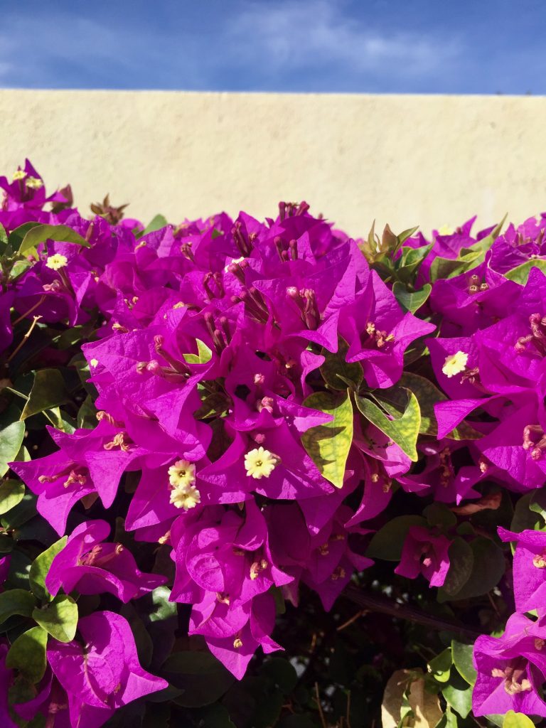 Bright Pink Bougainvillea flowers against white wall and blue sky