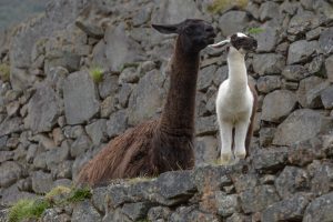 Llama mom and baby in Peru