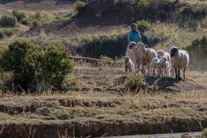 Sheep Herder on Amantani Island