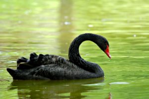 black swan on green water